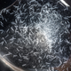 A batch of Spirostomum ambiguum.